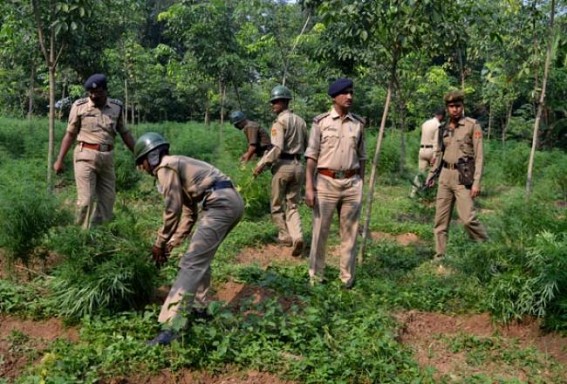 Mob attack hurts administrative officers and police during anti-ganja operation